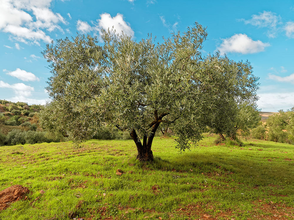 Our Olive Oil from the Peloponnese: An Insight into the Outstanding Quality Features
